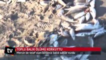Mersin'de korkutan gelişme! Onbinlerce balık sahile vurdu