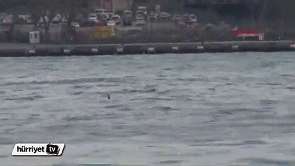 Haliç kıyılarında yunus sürprizi