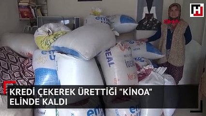 Kredi çekerek ürettiği "kinoa" elinde kaldı