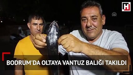 Bodrum'da oltaya vantuz balığı takıldı