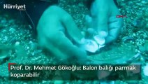 Prof. Dr. Mehmet Gökoğlu: Balon balığı parmak koparabilir