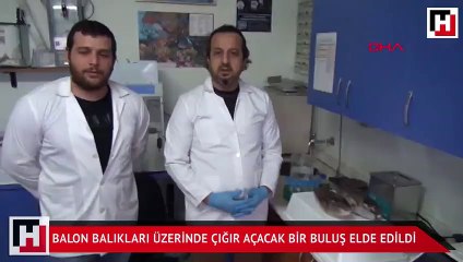 Balon balıkları üzerinde çığır açacak bir buluş elde edildi