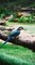 Parrot birds playing with friends very cute parrot birds