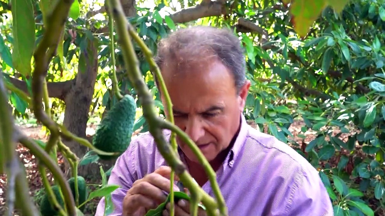 La sanidad de los cultivos, esencial para garantizar la seguridad alimentaria