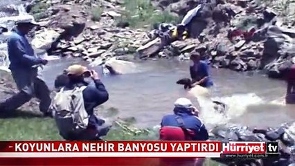 KOYUNLARIN NEHİR BANYOSU GÖRENLERİ ŞAŞIRTTI