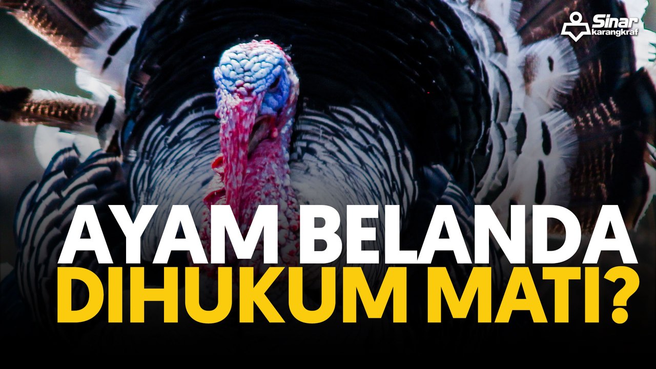 Ayam belanda dihukum mati?
