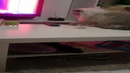 Bu kedi sahibine gerilim yaşatmak için yaşıyor