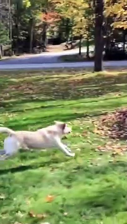 Cute dog funny video