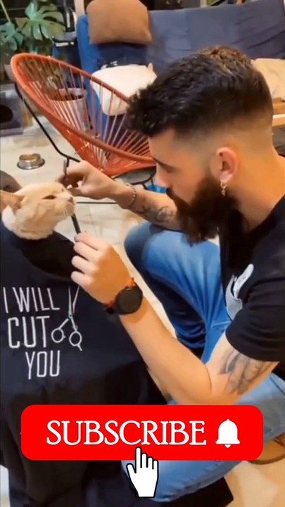 Funny Cats 2022 | 8 Minute Laughter