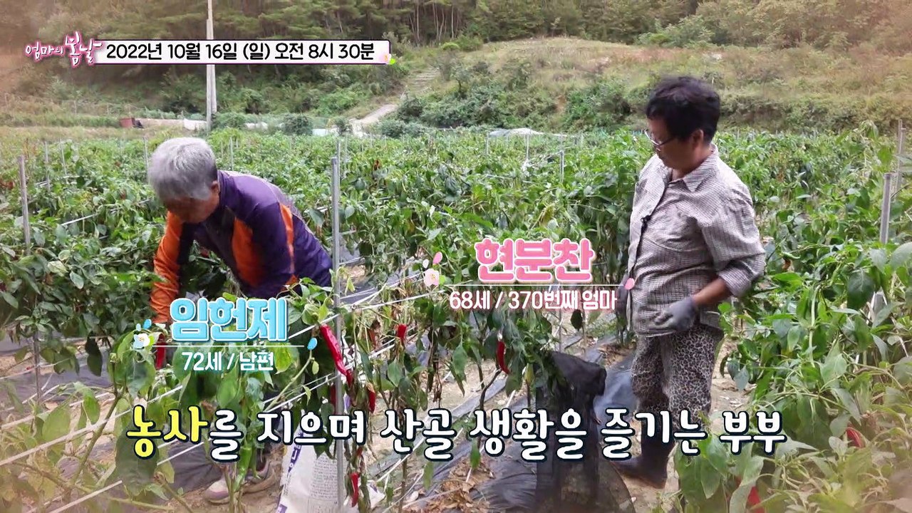 첩첩산중 부부의 죽도록 사랑해_엄마의 봄날 370회 예고 TV CHOSUN 22101...