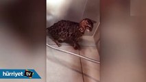 İnanılmaz ama gerçek! Duş almaktan hoşlanan kedi