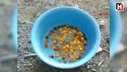 Bartın’da sahte altın satıcıları yakalandı