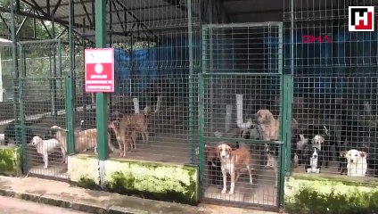 Ordu'da, tepki çeken barınakla ilgili inceleme başlatıldı