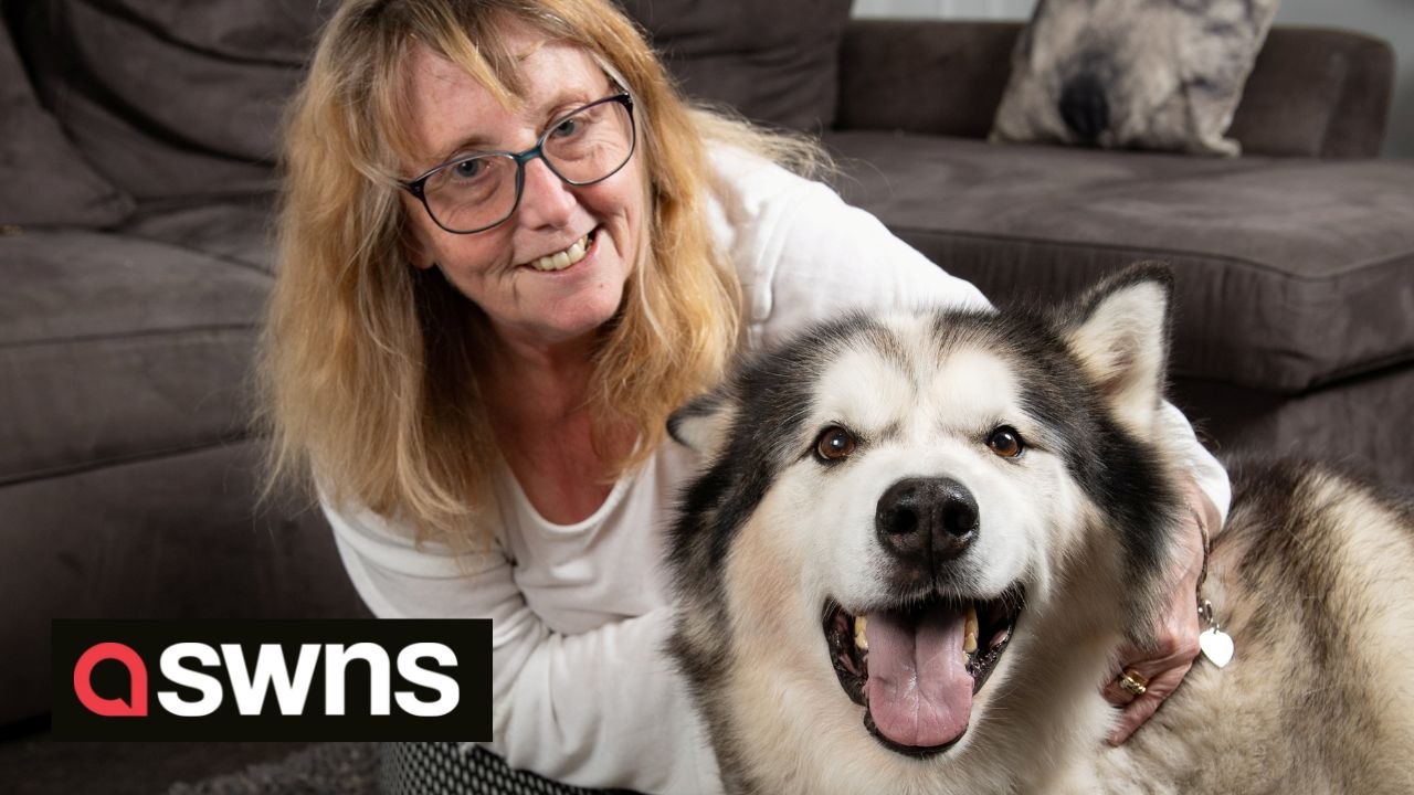 Meet Britain's bravest dog who saved its owner from burglary and rescued two cats from house fire