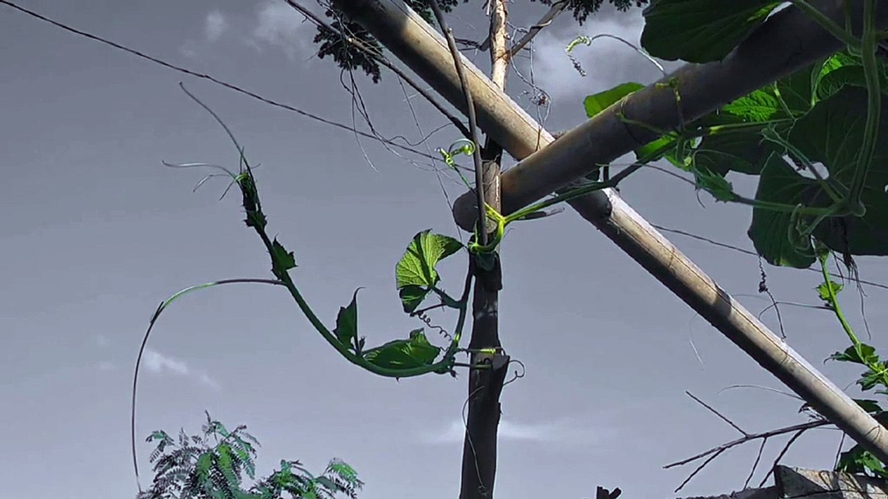 Cinematic aesthetic belakang rumah!!