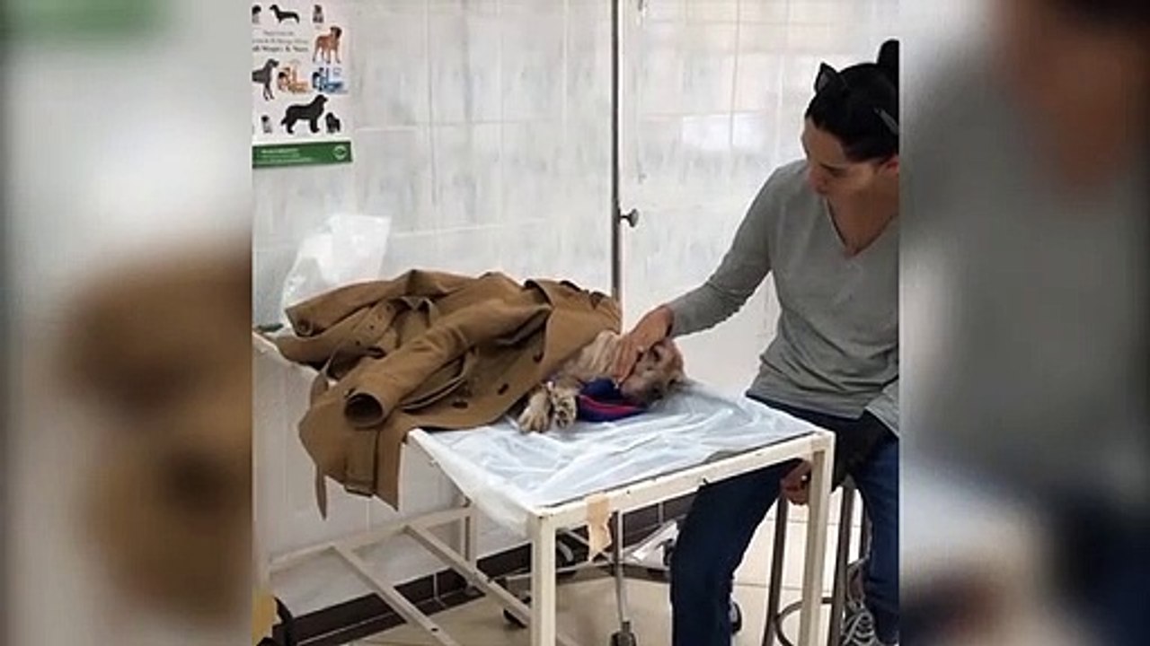 Başak Sayan köpeği için dua istedi