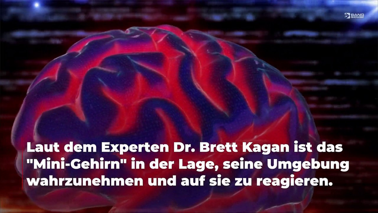 Wissenschaftler züchten Gehirnzellen im Labor