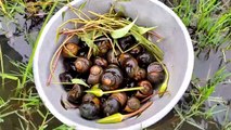 Collecting snails  from wetlands in rain  and cooking ।। Snail recipe ।। how to cook snails