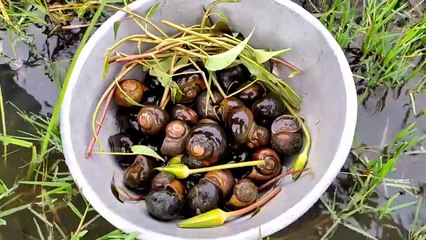 Collecting snails  from wetlands in rain  and cooking ।। Snail recipe ।। how to cook snails