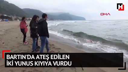 Bartın'da ateş edilen iki yunus kıyıya vurdu