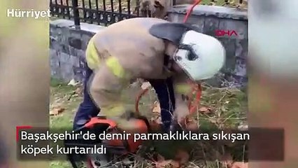Başakşehir'de demir parmaklıklara sıkışan köpek kurtarıldı
