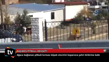 Başıboş pitbull dehşeti