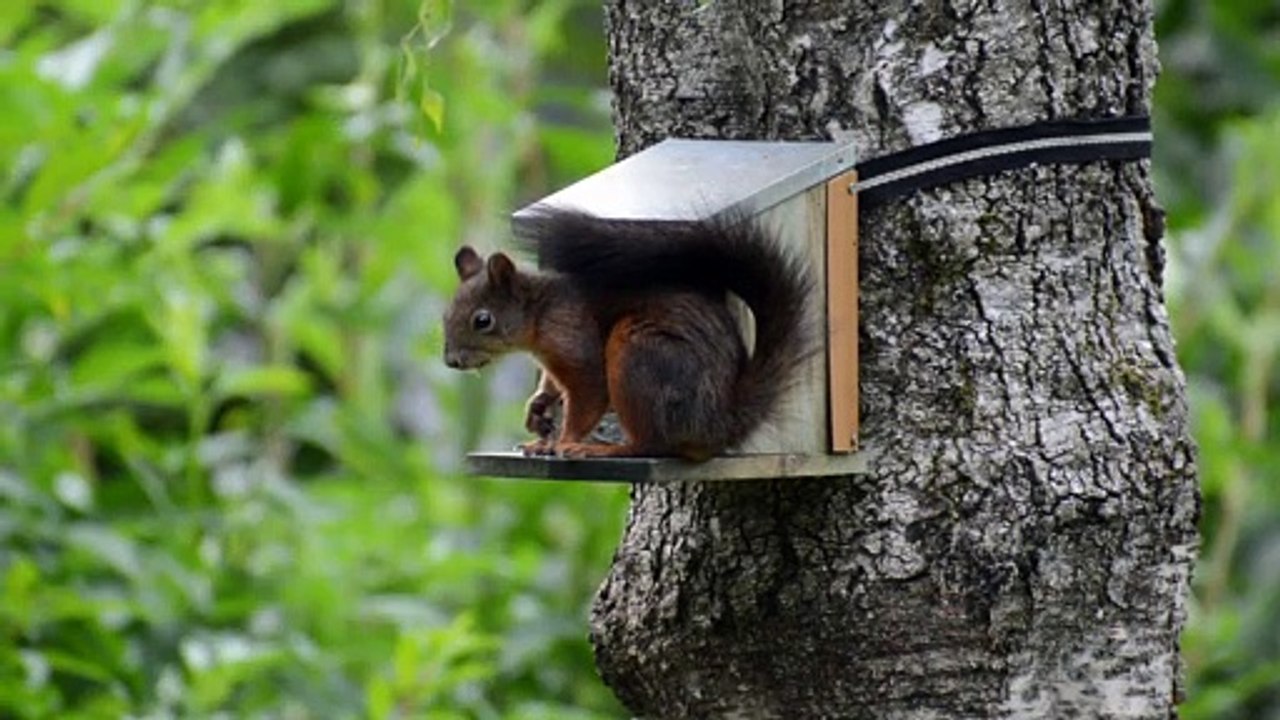 Viral Squirrel