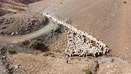 "Islah ettiği" kuzularıyla üretimi ve hayvan sayısını artırdı