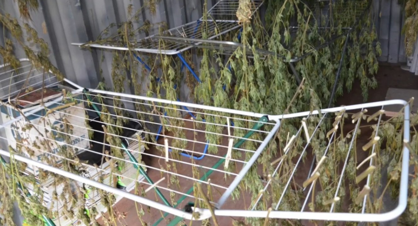 Oviglio (AL) - Coltivava marijuana nelle campagne: arrestato agronomo "recidivo" (14.10.22)