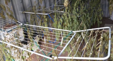 Oviglio (AL) - Coltivava marijuana nelle campagne: arrestato agronomo "recidivo" (14.10.22)