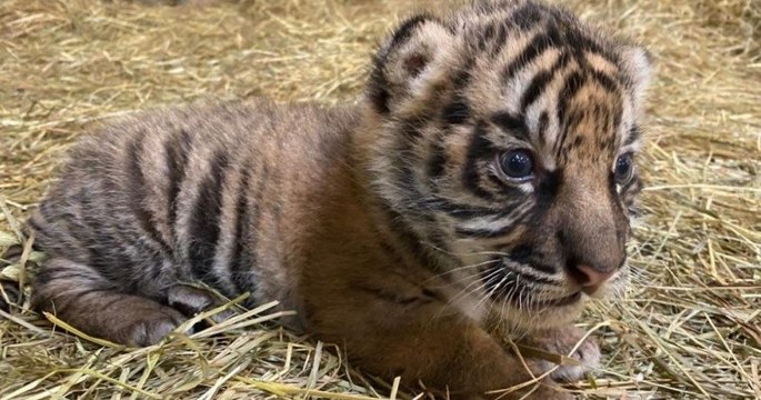 Naissance d'un bébé tigre au zoo d'Amiens, une bonne nouvelle pour cette espèce en danger critique d'extinction