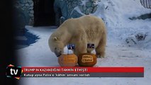 Kutup ayısı Felix'e 'kâhin' ünvanı verildi