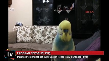 Muhabbet kuşu 'Başkan Recep Tayyip Erdoğan' diyor