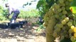Tokat gündem haberleri... Erbaa'da 15 bin ton üzüm hasadı yapıldı