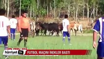 Futbol maçını inekler bastı