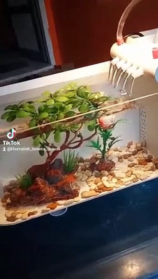 ⁣AQUARIUM MINI
