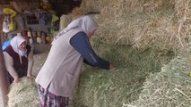 Afyon haberleri! AFYONKARAHİSAR - Manda sütü, kadın çiftçinin elinde Afyon kaymağına dönüşüyor