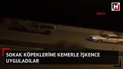 Sokak köpeklerine kemerle işkence uyguladılar
