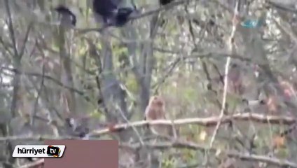 Karga sürüsü baykuşa böyle saldırdı