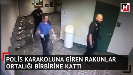 Descargar video: Karakola giren rakunlar ortalığı birbirine kattı