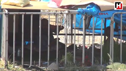 Devlet desteğiyle kurulan tesis Suriyeli göçmenlerin çiftliği oldu