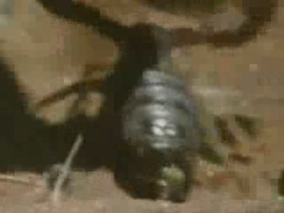 Scorpion  vs Meerkat
