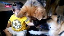 Dev köpekler vs bebekler