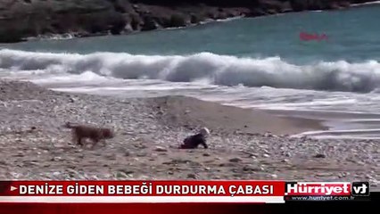 KÖPEĞİN, EMEKLEYEREK DENİZE GİDEN BEBEĞİ DURDURMA ÇABASI
