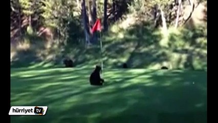 Bebek ayının golf bayrağı ile imtihanı