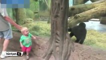 Yavru goril ile çocuğun sevimli oyunu
