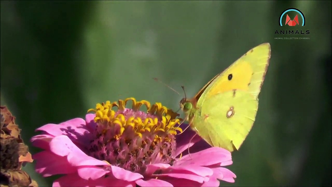 the life of butterflies, bees, insects, snails and squirrels in the wild
