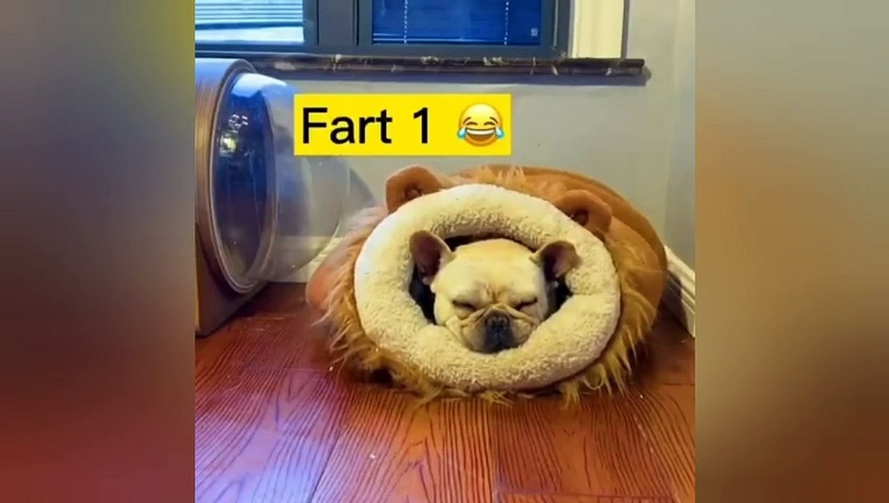 Best baby cats and dogs videos compilation #6 || #2022