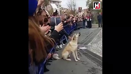 Eyüp'te arkadaşlarının hakkını arayan köpek!
