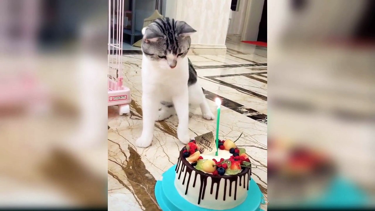 Baby Cats - Funny and Cute Baby Cat Videos Compilation #4 HD